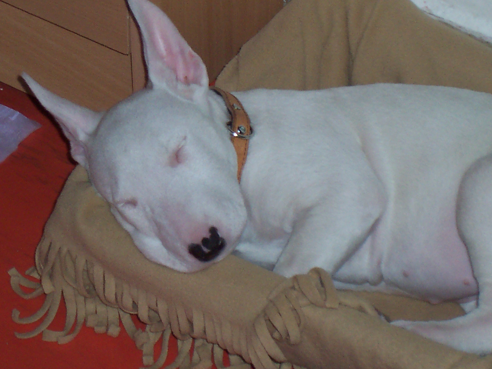 odpolední siesta